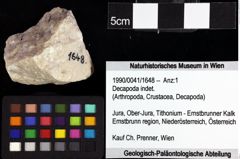 Foto (Objket + Etiketten) von Cracensigillatus gracilirostrus (Robins et al., 2013) 